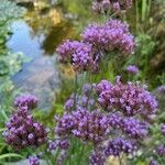 Verbena brasiliensis Flower