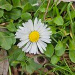 Bellis perennisFlower