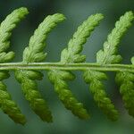 Athyrium filix-femina Feuille