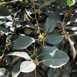 Ficus rubiginosa Gyümölcs