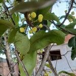 Pera glabrata Plod