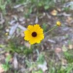 Coreopsis leavenworthii Flower