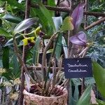 Dendrobium convolutum