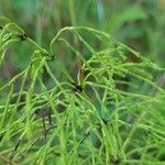 Equisetum sylvaticum Rusca