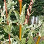 Salix integraLeaf