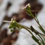 Kernera saxatilis Elinympäristö