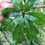 Schefflera digitata Hoja
