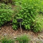 Barleria cristata Vekstform