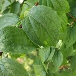 Philadelphus pubescens Blatt