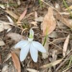 Caladenia catenata Blüte