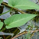 Ipomoea aquatica Blatt