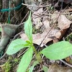 Oclemena acuminata Blad