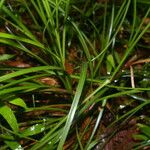 Cyperus luzulae Leaf