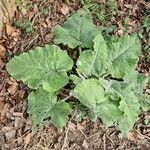 Arctium nemorosumFoglia