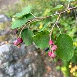 Amelanchier alnifoliaHostoa