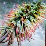 Acrocarpus fraxinifolius Květ