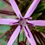 Allium nigrum Flower