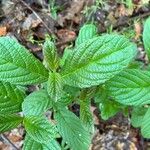 Viburnum sieboldii Levél