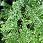 Tectaria gemmifera पत्ता