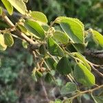 Grewia bicolor Leaf