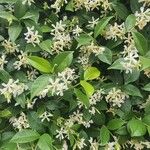 Trachelospermum jasminoidesBlüte