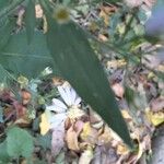 Symphyotrichum cordifolium Blad