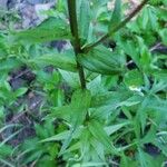 Castilleja parviflora Levél