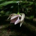 Dichaea panamensis Flower