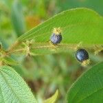 Miconia dependens Fruit