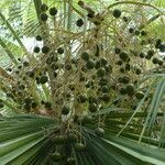 Brahea edulis Fruit