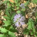 Hydrophyllum capitatum Flower