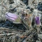 Anemone montana Blomma