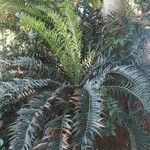 Encephalartos trispinosus موطن