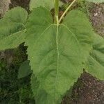 Helianthus annuusLehti