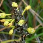 Earina deplanchei Fruit