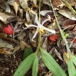 Dendrobium lacteum