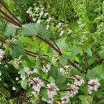 Phlomis herba-venti Habitat