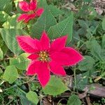 Euphorbia pulcherrimaFlower