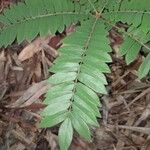 Cnestis corniculata Leaf