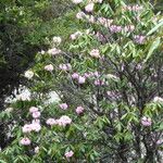 Rhododendron principis Hábito