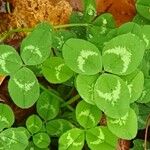 Trifolium repens Feuille