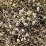 Lagurus ovatus (Autre)