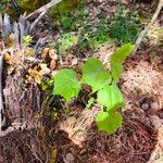 Hibiscus mutabilisLeaf