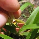 Maxillaria brachybulbon Іншае