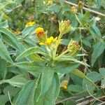 Aspilia mossambicensis Flor