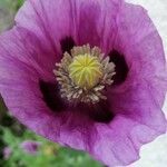 Papaver somniferum花