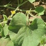 Cucumis dipsaceus Leaf