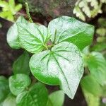 Peperomia pellucida Leaf
