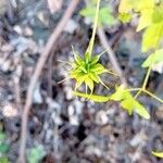Clematis campaniflora Fruto