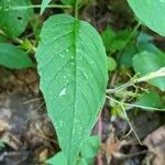 Circaea canadensis Blatt